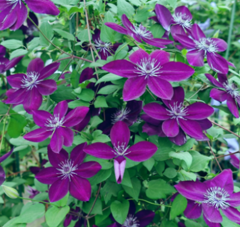 Клематис гибридный Рекио